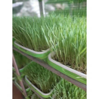 Hạt giống cỏ lúa Mì nhập Italy bao nảy mầm - Hạt sạch không chất bảo quản