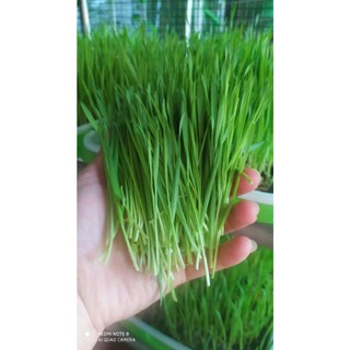 Hạt giống cỏ lúa Mì nhập Italy bao nảy mầm - Hạt sạch không chất bảo quản