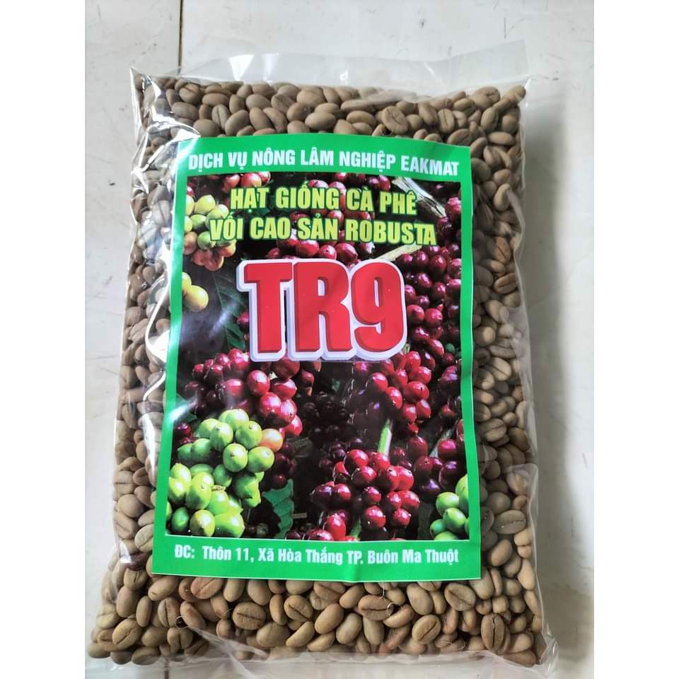 HẠT GIỐNG CÀ PHÊ TR9 (HẠT GIỐNG )TX