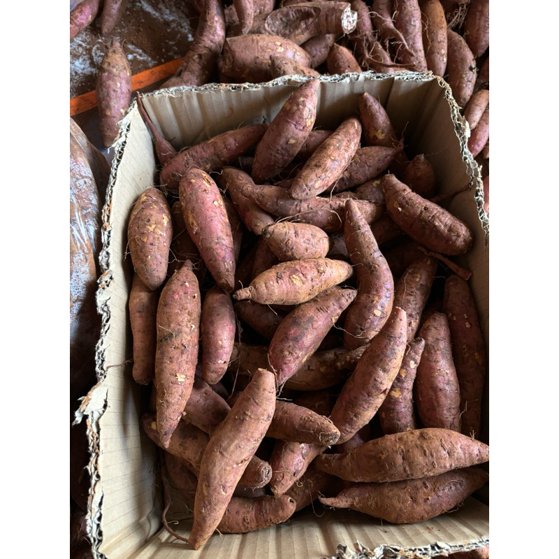 5kg khoai lang mật tà nung Đà Lạt - size nhỏ tầm 15-18 củ 1kg