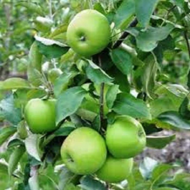 Cây giống táo xanh lùn mỹ