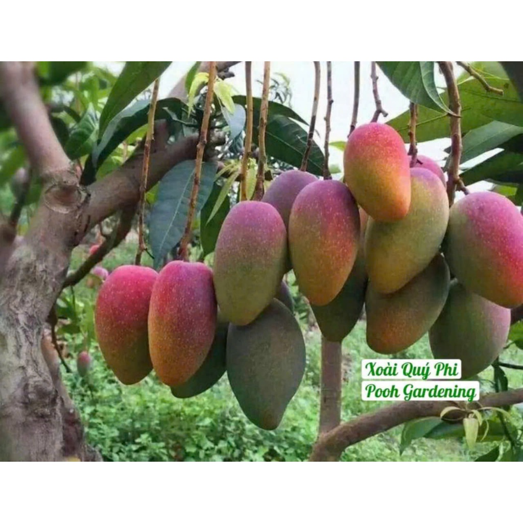 Cây giống XOÀI HONG GUI FEI (Xoài Quý Phi)-Xoài rồng vàng đỏ  Đài Loan