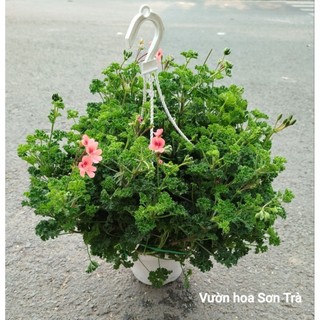 (VHST giao trong ngày) Cây HOA PHONG LỮ hoa cam.