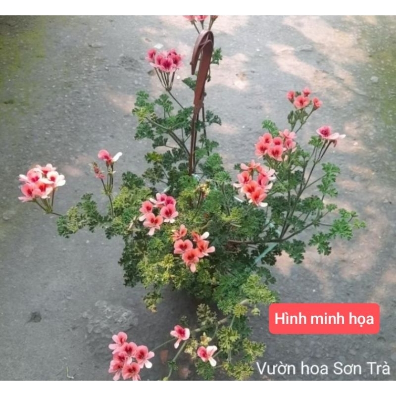 (VHST giao trong ngày) Cây HOA PHONG LỮ hoa cam.