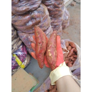 5kí Khoai lang mật Tà nung - nhiều size lựa chọn