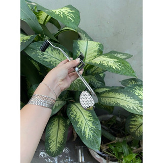 Cần số 2 chiều Winner V1 sắt xi ken