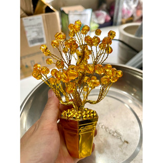 Chậu hoa để thân tài cao 15cm