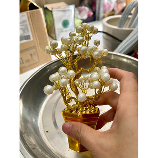 Chậu hoa để thân tài cao 15cm