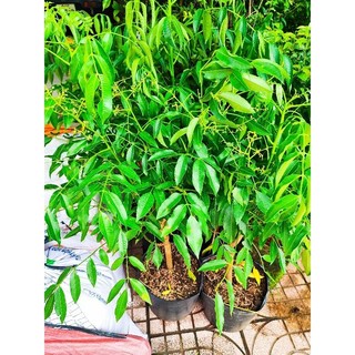 Cây 🌲 Cóc Thái lùn... đang trái nhiều