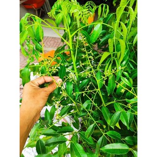 Cây 🌲 Cóc Thái lùn ... trồng chậu