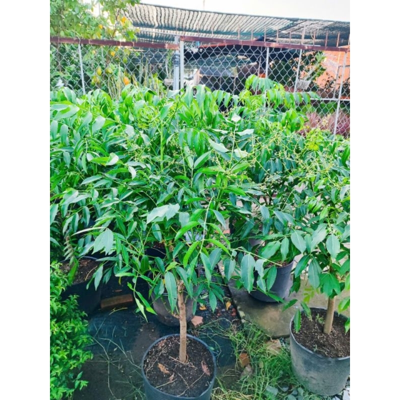 Cây 🌲 Cóc Thái lùn ... trồng chậu