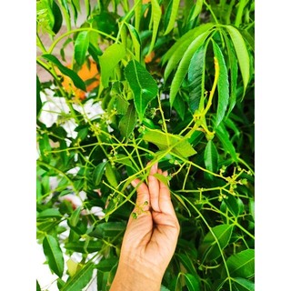 Cây 🌲 Cóc Thái lùn... đang trái nhiều
