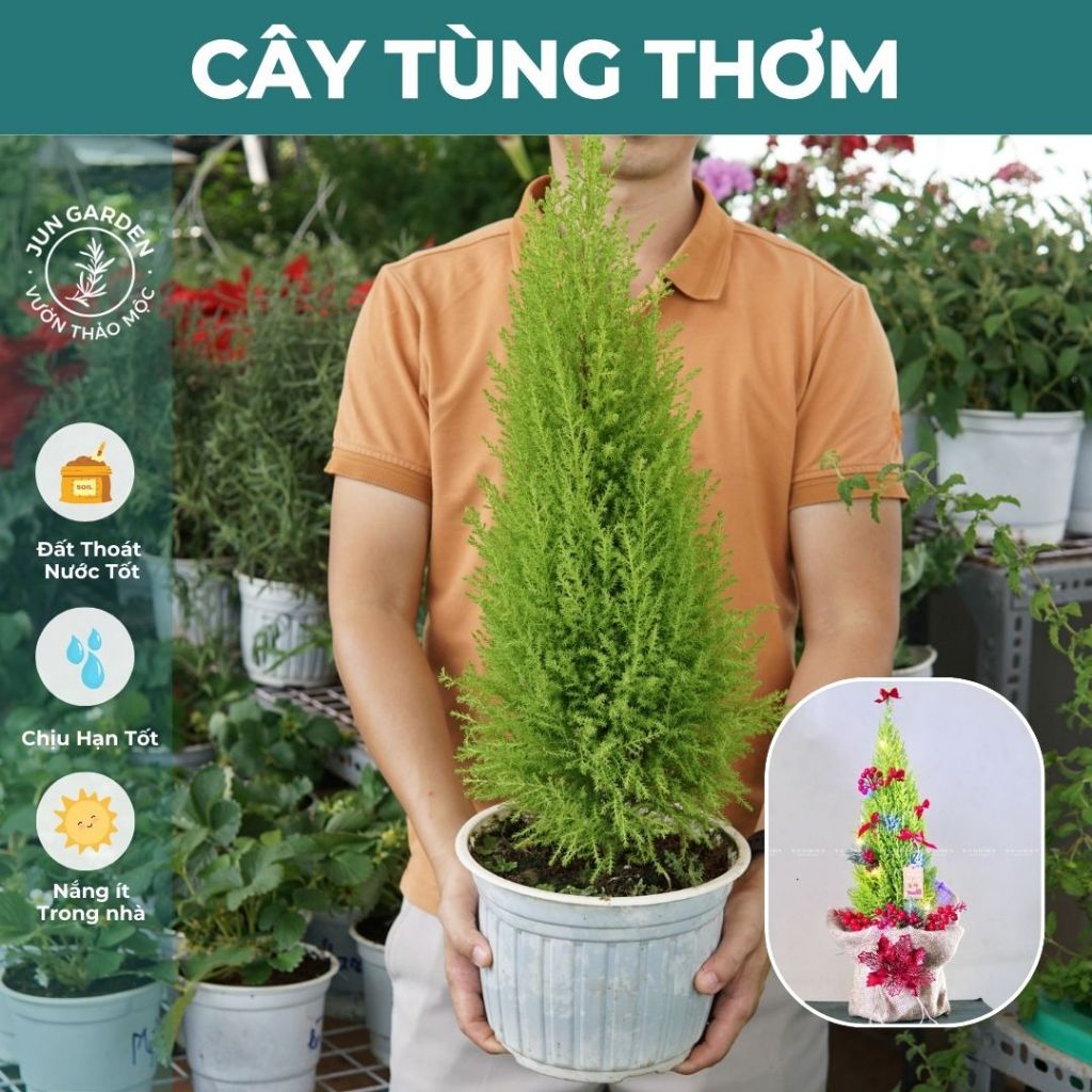 Tùng Thơm JUN GARDEN nhiều size tùng chanh