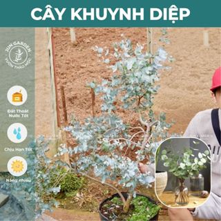 <Nhiều Size> Cây Khuynh Diệp True Blue JUN GARDEN size Trung