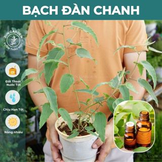 Cây Bạch Đàn Chanh Khuynh Diệp JUN GARDEN Cực Thơm