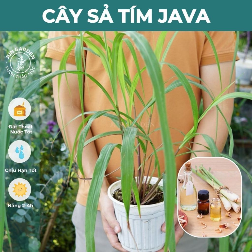 Cây Giống Sả Java, Sả chanh Thái JUN GARDEN