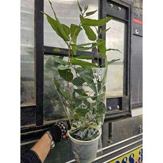 Cây Bạch Đàn Chanh cao từ 50cm