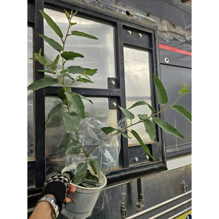 Cây Bạch Đàn Chanh cao từ 50cm