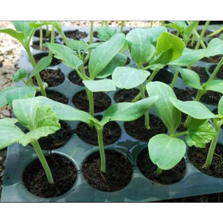Hạt giống bí ngồi vàng siêu quả
