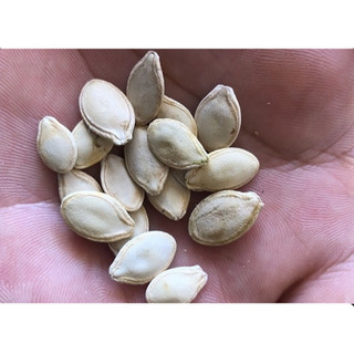 Hạt giống bí ngồi vàng siêu quả