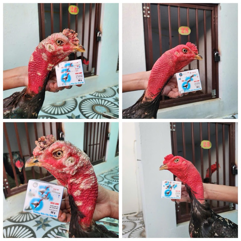 Nấm Mốc Gà Chọi NEW 50Gam Ưu Việt