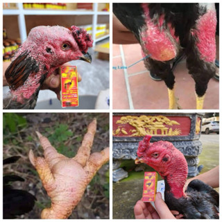 Tiêu Gom Kén, Sưng Củ Bàn Gà Chọi Ưu Việt