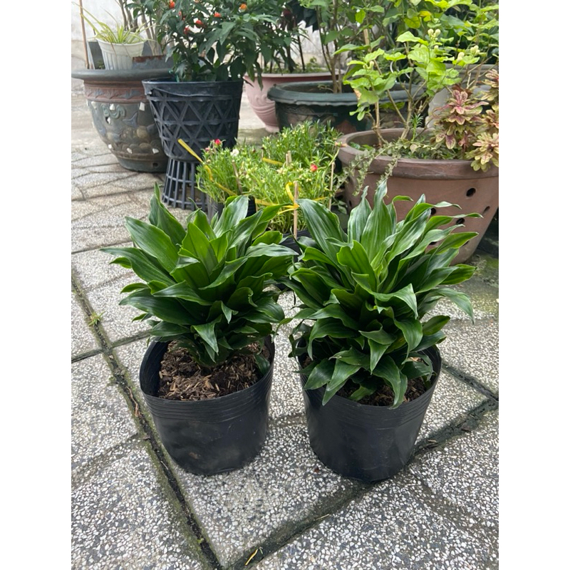 cây phát tài để bàn
