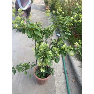 cây Hoa giấy đổi màu (sakurra ) cây đang hoa