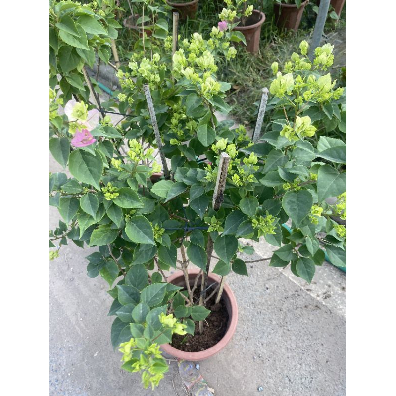 cây Hoa giấy đổi màu (sakurra ) cây đang hoa