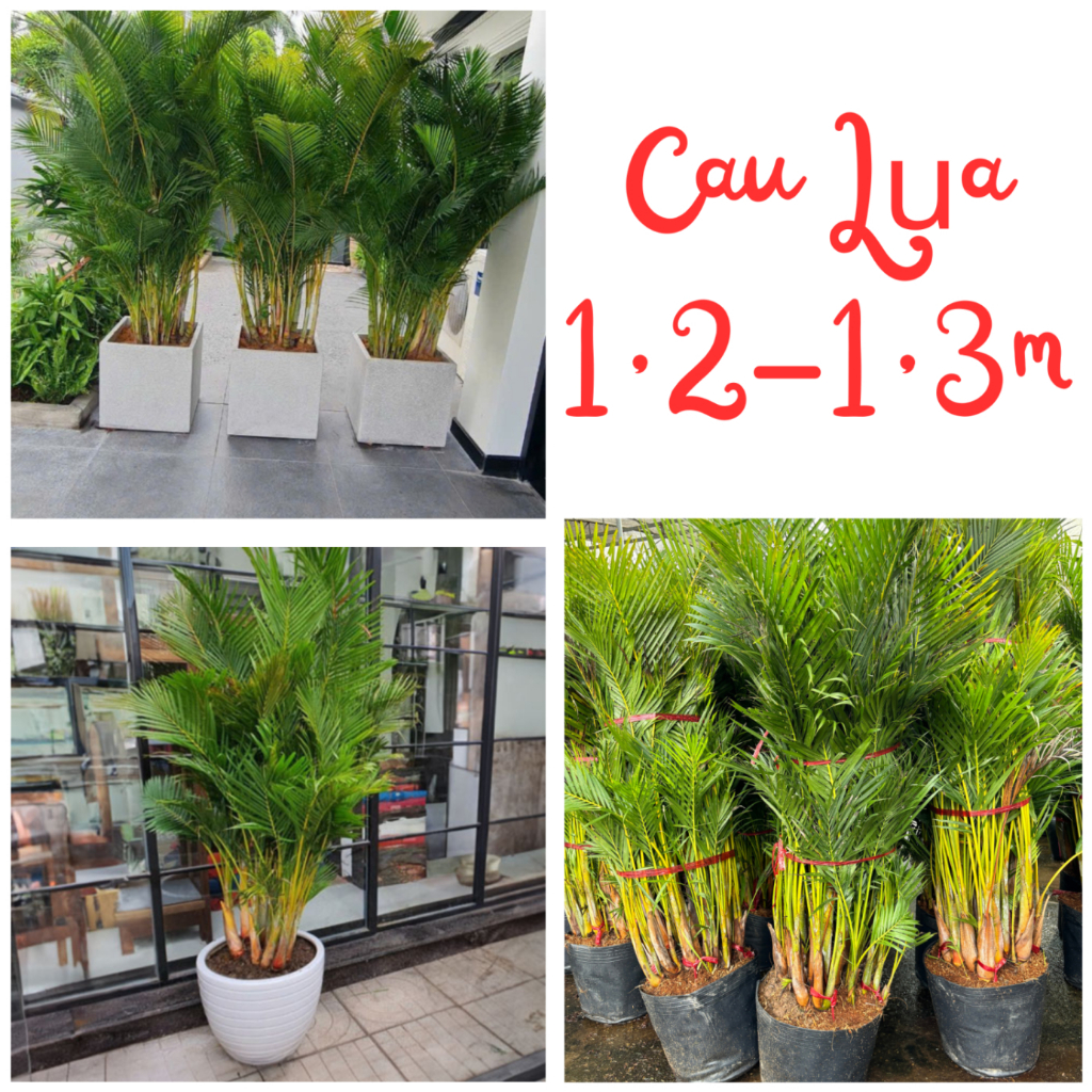 Cây CAU LỤA (Cau vàng) bầu 1m-1,2m, trồng cảnh trang trí sân vườn, chậu trong nhà, cây bầu chắc khỏe