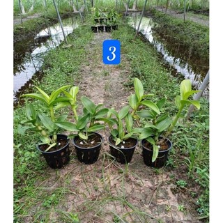 Hoa lan denro nắng tai thỏ 6 màu (trắng- vàng- nâu- đỏ- hồng-xưa)