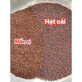 Hạt Mần Ri Kích Lửa Cu Gáy 1kg