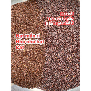 Hạt Mần Ri Kích Lửa Cu Gáy 1kg