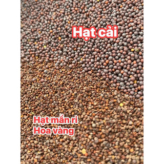 Hạt Mần Ri Kích Lửa Cu Gáy 1kg
