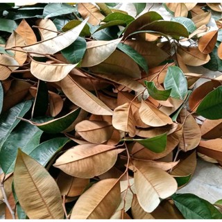 100g lá vú sữa sấy khô hữu cơ