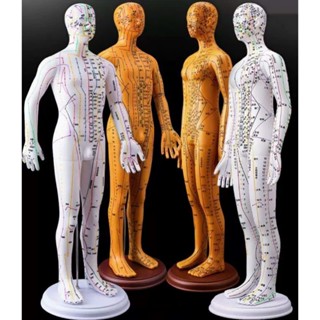 Mô hình huyệt vị nam,nữ/ Mô hình châm cứu huyệt vị tặng kèm kim châm cứu