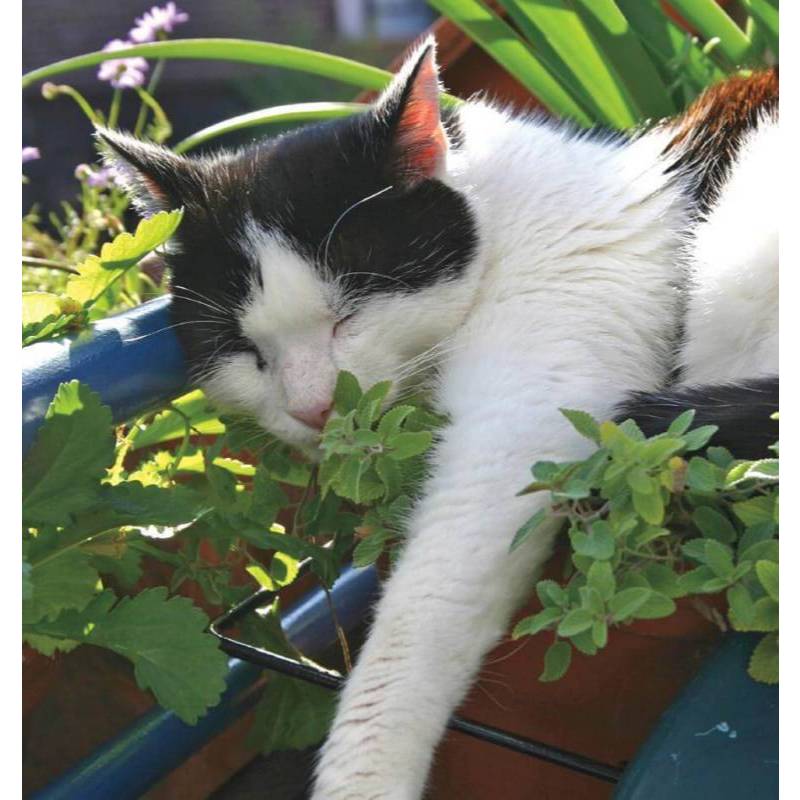 0.4Gr 500 Hạt Hạt Giống Catnip / Cỏ Mèo (| C26*X33)