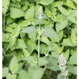 0.4Gr 500 Hạt Hạt Giống Catnip / Cỏ Mèo (| C26*X33)