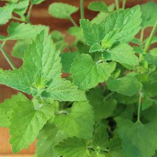 0.4Gr 500 Hạt Hạt Giống Catnip / Cỏ Mèo (| C26*X33)
