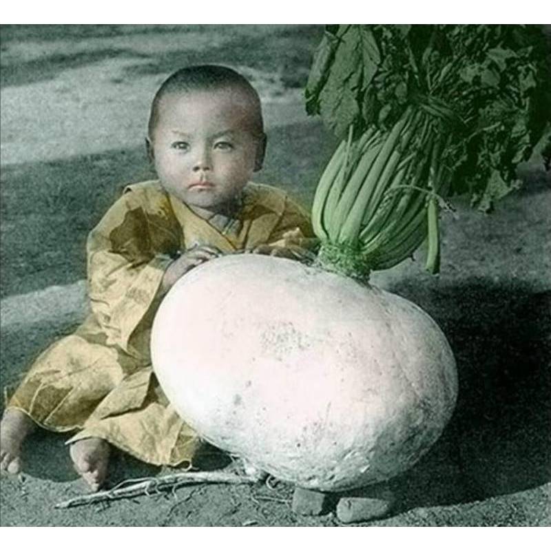 1GRAM 80.HAT Hạt Giống Củ Cải Khổng Lồ Nhật Samurai (KL| C30*W64*M225)