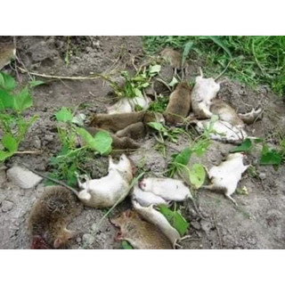 Bả chuột trộn thóc sẵn , thuố c diệt  chuột  BROMA  gói 50gr