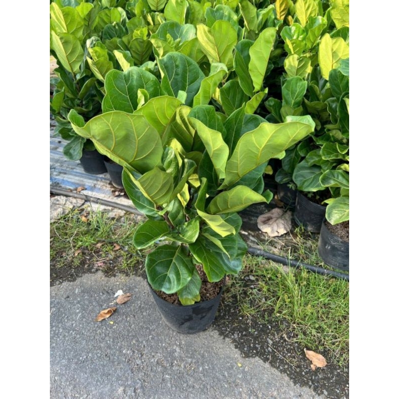 Cây Bàng Singapore 80cm