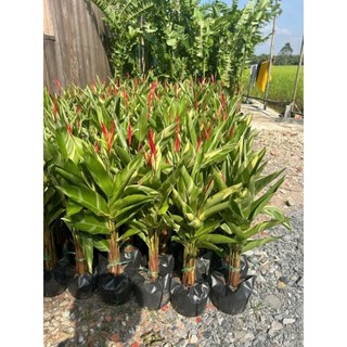 Cây 🌲 Cẩm Thach Huệ đỏ... bụi 3 cây đang hoa