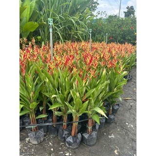 Cây 🌲 Cẩm Thach Huệ đỏ... bụi 3 cây đang hoa