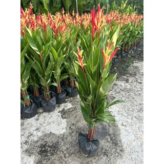 Cây 🌲 Cẩm Thach Huệ đỏ... bụi 3 cây đang hoa