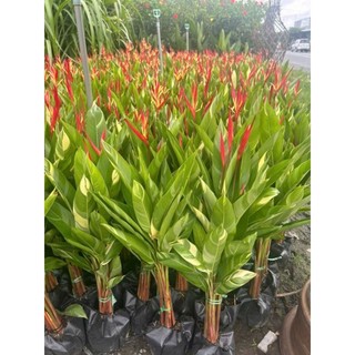 Cây 🌲 Cẩm Thach Huệ đỏ... bụi 3 cây đang hoa