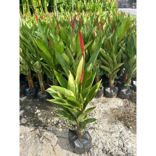 Cây 🌲 Cẩm Thach Huệ đỏ... bụi 3 cây đang hoa
