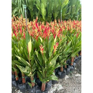 Cây 🌲 Cẩm Thach Huệ đỏ... bụi 3 cây đang hoa