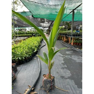 Cây 🌲 Dừa Xiêm lùn... siêu trái
