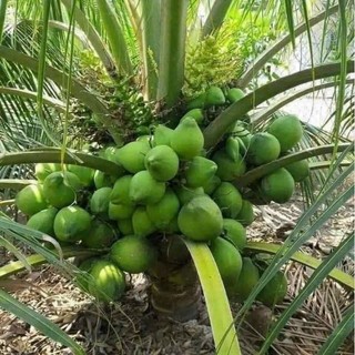 Cây 🌲 Dừa Xiêm lùn... siêu trái